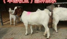 山羊在线观看,揭秘网络世界的羊群效应